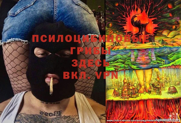 индика Новодвинск