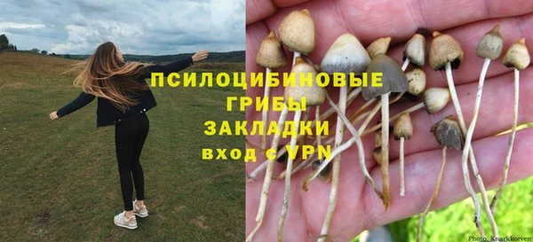 индика Новодвинск
