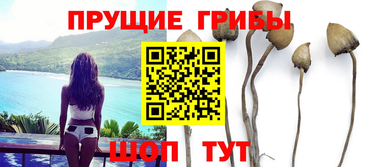 Псилоцибиновые грибы Cubensis  Галлюциногенные грибы Psilocybe  Санкт-Петербург 